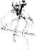 casals3.gif