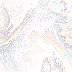 fancybg.gif